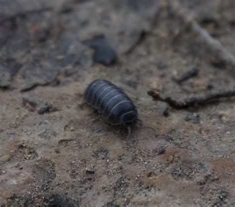 Common Pill Woodlouse From Austin TX USA On February 8 2024 By Blake