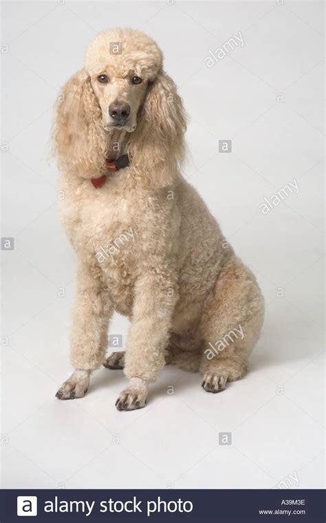Cream Poodle Hi Res Stock Photography And Images Alamy