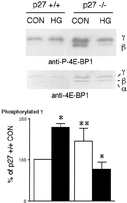 4e Bp1 Phosphorylation Increased In Mesangial Cells From P27 ϩ ϩ Mice Download Scientific