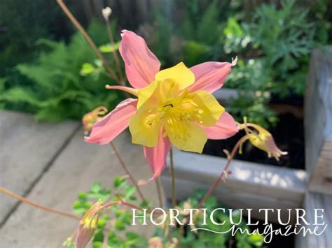 Growing Aquilegia Makes An Excellent Seeding Plant In A Shady Garden