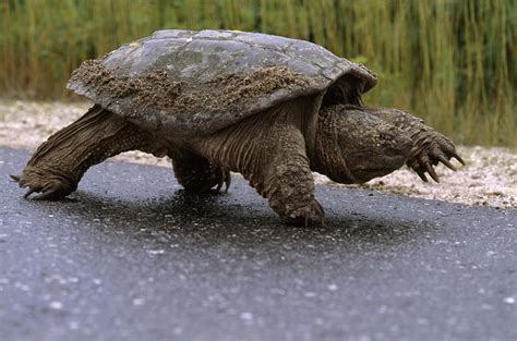 A Snapping Turtle Walking Photograph By Heather Perry