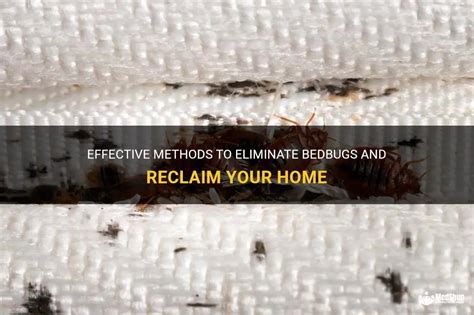 Effective Methods To Eliminate Bedbugs And Reclaim Your Home Medshun