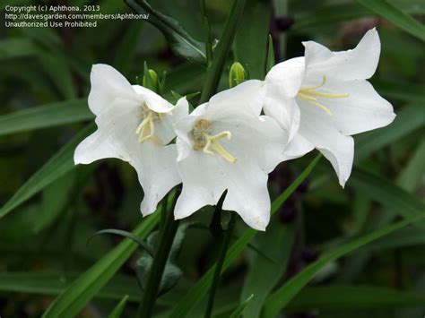 PlantFiles Pictures Campanula Species Harebell Peach Leaf Bellflower