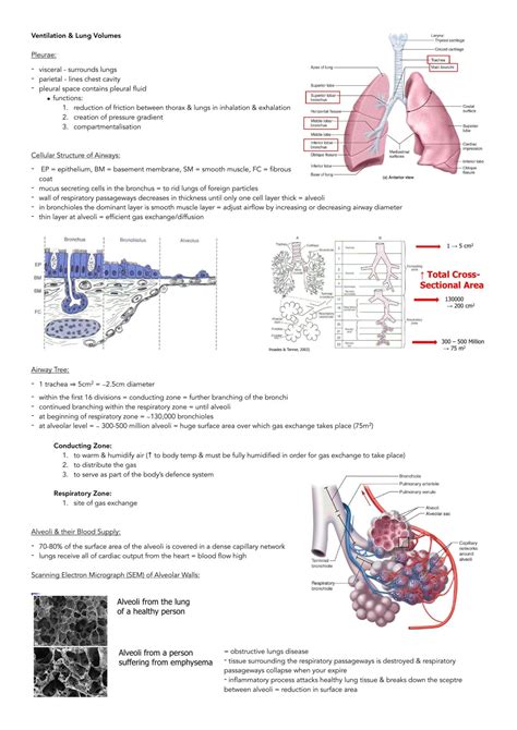 Respiratory Physiology At A Glance 2nd Edition 8
