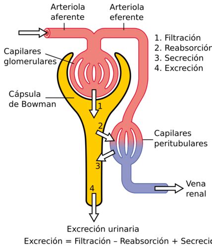 Fichas De Aprendizaje Farmacocinetica Quizlet