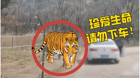 女子在动物园猛兽区下车 网友：老虎可不是吃素的！ 天下事 长沙晚报网