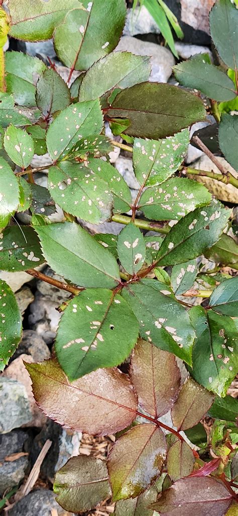 Double Knock Out Roses with brown leaf spots. HALP!! : r/plantclinic