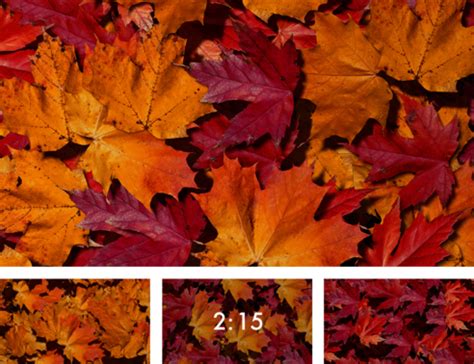 Fall Leaves Collections Procontent