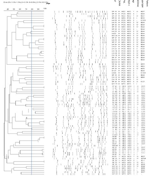 Dendrogram Of Pfge Patterns Of Ha Mrsa Strains With Genetic