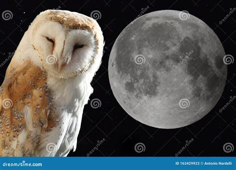 The Barn Owl In The Night Stock Image Image Of Hunter 163429923