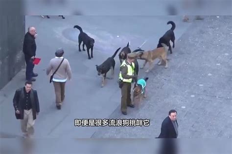 军犬是怎么走军步的，一只军犬当众演示，看完请憋住别笑 演示 军犬