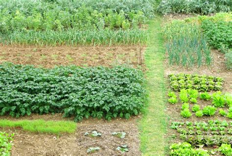 kitchen garden vegetable stock photo image  veggie
