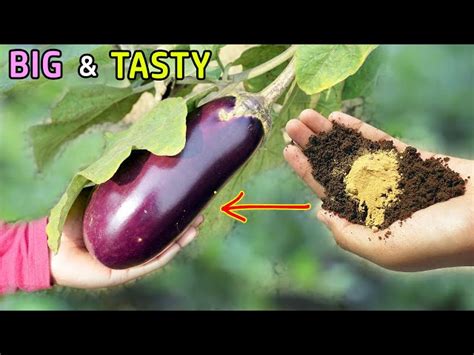 How To Grow Eggplant