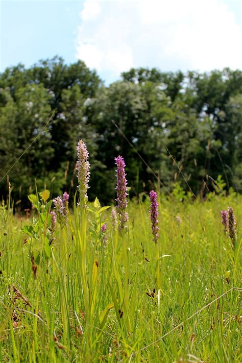 Dactylorhiza Incarnata L So Fleischfarbenes Knabenkrau Flickr