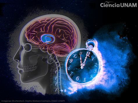 El Tiempo Pasa Por Los Circuitos Neuronales Ciencia Unam