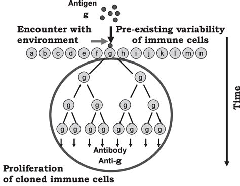 Fig Burnets Clonal Selection Theory Download Scientific Diagram