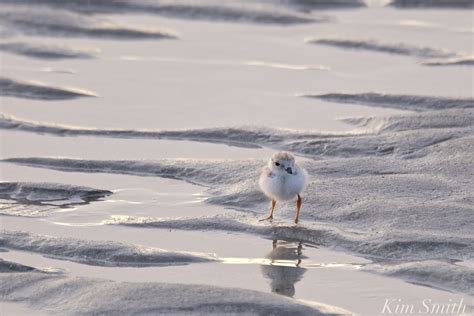 What Do Piping Plovers Eat? | Kim Smith Films