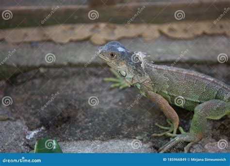 Lizard Shedding His Skin Stock Image Image Of Chains 185966849