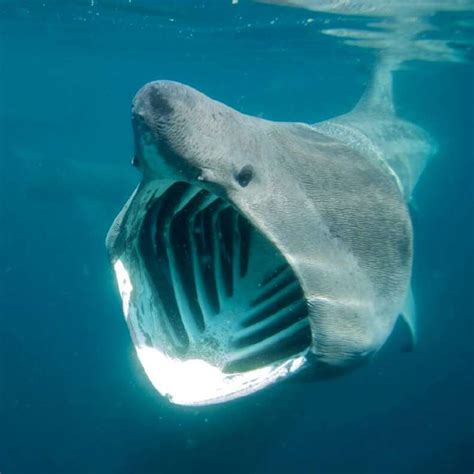 Basking Sharks Gentle Giants Of The Ocean Nature Blog Network