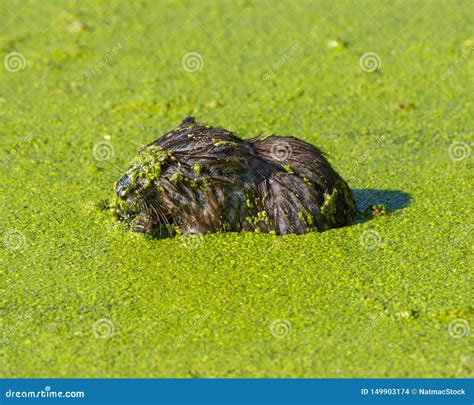 Muskrat Closeup Portrait In Mucky Green Water In The Floodplain Of The