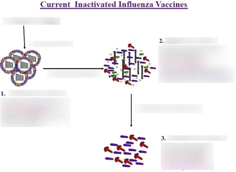 Identify The Correct Statement Regarding Inactivated Influenza Vaccines.