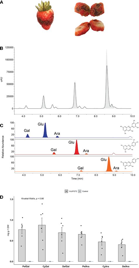 Frontiers Two Genes Ans And Ufgt From Vaccinium Spp Are Key Steps