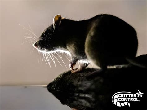 how to get rid of rats home remedy