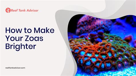 How To Make Your Zoas Brighter Reef Tank Advisor