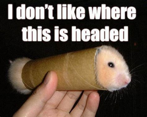 🔥 [80+] Funny Hamster Wallpapers | WallpaperSafari