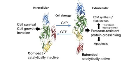 Allosteric Regulation Of Tissue Transglutaminase Tg2 Activity And