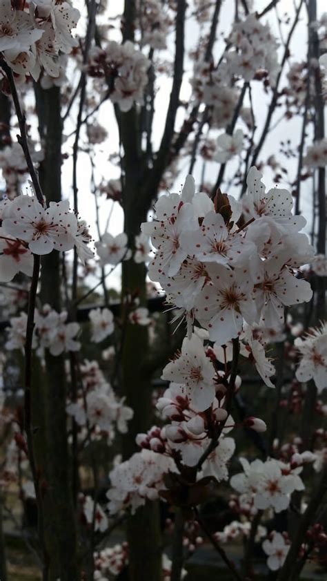 Prunus Oakville Crimson Spire Ornamental Plum Hello Hello Plants