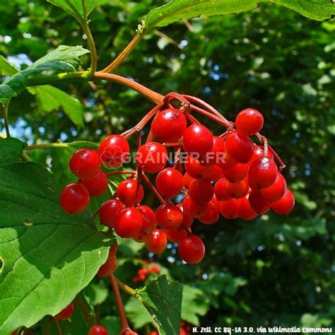 Graines Viorne Obier Boule De Neige Viburnum Opulus