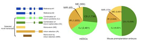 Plos Biology∣汤富酬课题组与合作者开发出单细胞转录组三代单分子测序新方法 生物通