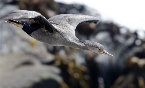 Spotted Shag Stictocarbo Punctatus Going A Million Miles Flickr