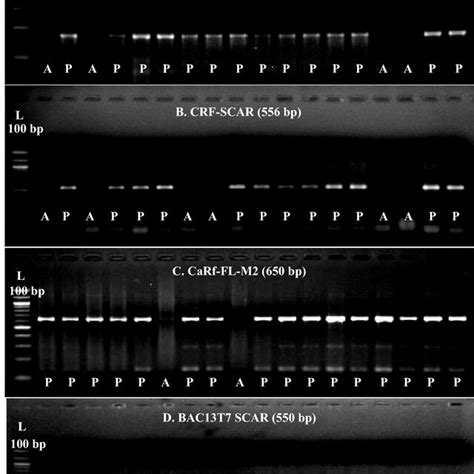 Amplification Pattern Of Abls By Rf Gene Linked Markers P Indicates