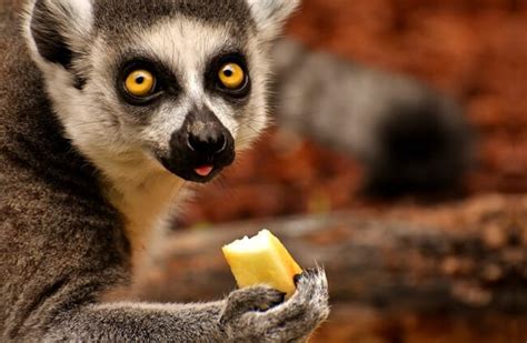 Lemur - Description, Habitat, Image, Diet, and Interesting Facts