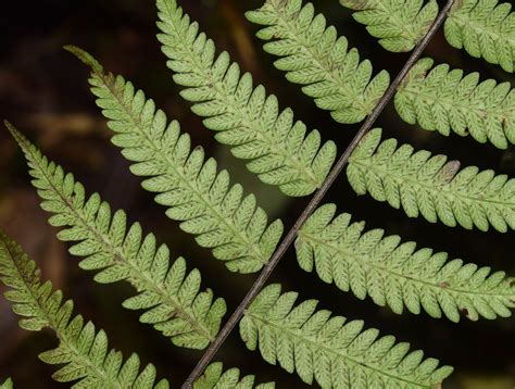 Amauropelta supina | Ferns and Lycophytes of the World