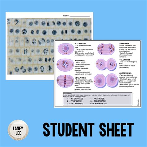 Onion Cell Mitosis Worksheet With Answers Laney Lee Worksheets Library