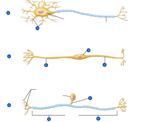 Neurons Diagram Quizlet