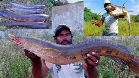 Hook Fishing Wallago Pathan Fishing Big Murral Vs Snakehead Fishing