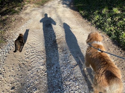 Premium Photo | Shadow of a dog