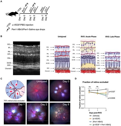 Frontiers Caspase 9 Inhibition Confers Stronger Neuronal And Vascular