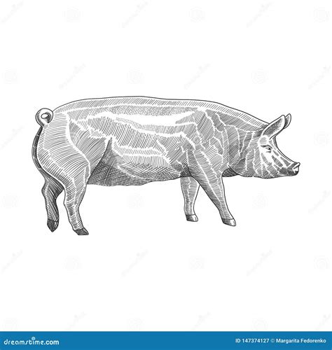 Vector Illustration Of Pig In Hand Drawn Graphic Style Black And White