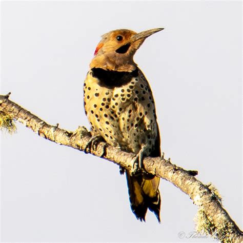 Northern Flicker | BirdForum