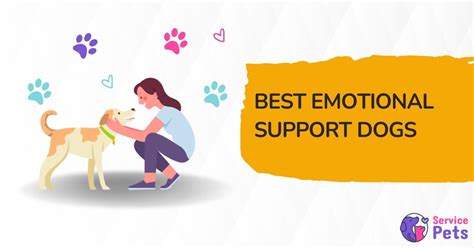 10 Best Emotional Support Dogs 5 Small And 5 Large Breeds