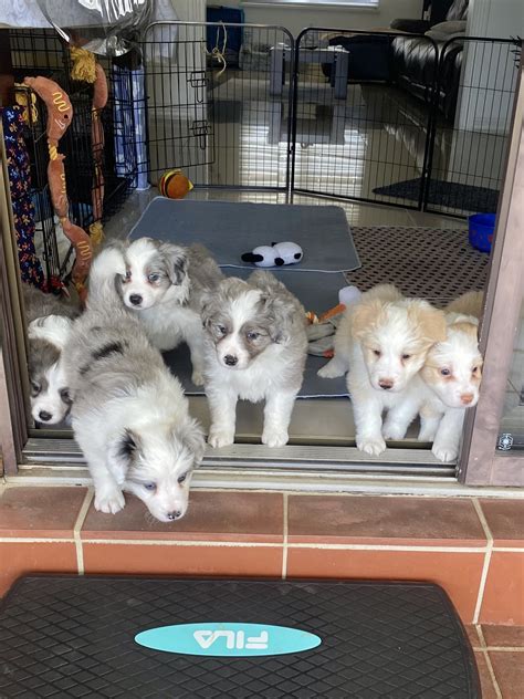 Border Collies Castle Hill Petsforhomes