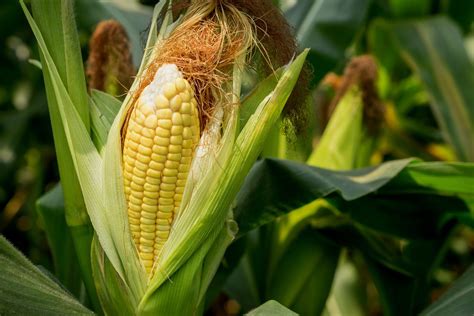 Corn Stover And The Future Of Biofuels Tomorrows World Today®
