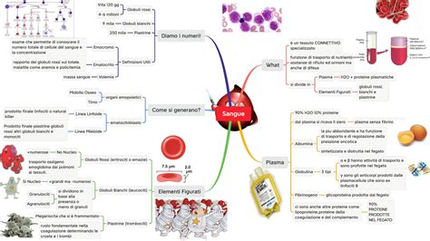 SOLUTION Mappa Sangue Completa Studypool