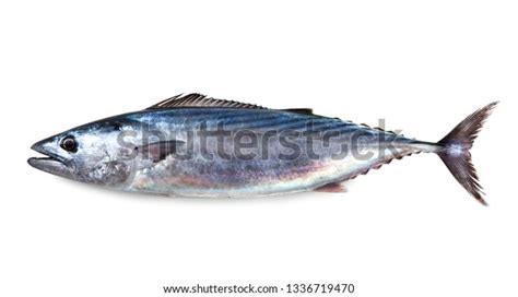 sarda fish   royalty  licensable stock  shutterstock