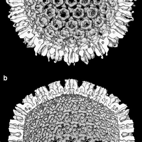 Inner Surfaces Of The HSV 1 Procapsid A And Mature Capsid B With